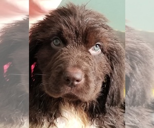 Newfoundland Puppy for sale in AURORA, IN, USA