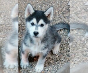 Siberian Husky Puppy for sale in TUCSON, AZ, USA