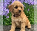 Small Photo #4 Goldendoodle-Poodle (Miniature) Mix Puppy For Sale in NEWPORT, PA, USA