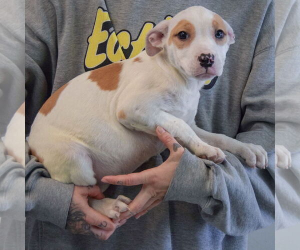 Medium Photo #2 American Bulldog-American Staffordshire Terrier Mix Puppy For Sale in Huntley, IL, USA