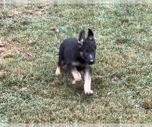 German Shepherd Dog Dog for Adoption in SPARTANBURG, South Carolina USA
