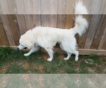 Small #56 Chow Chow-Great Pyrenees Mix