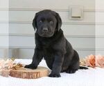 Small #3 Labrador Retriever