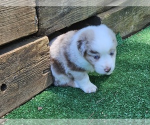 Australian Shepherd Puppy for Sale in NELSON, Virginia USA