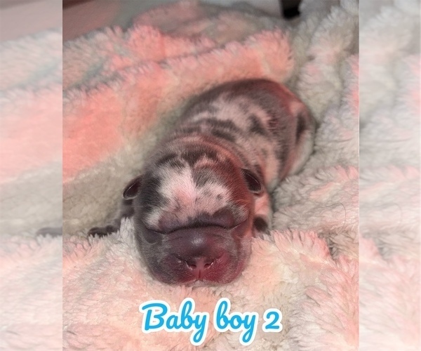 Medium Photo #6 French Bulldog Puppy For Sale in FRANKLIN, IN, USA