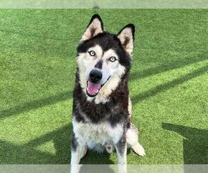 Siberian Husky Dogs for adoption in Orange, CA, USA