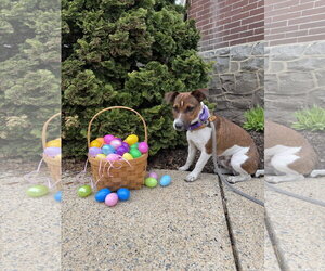 Jack Russell Terrier Dogs for adoption in Lancaster, PA, USA