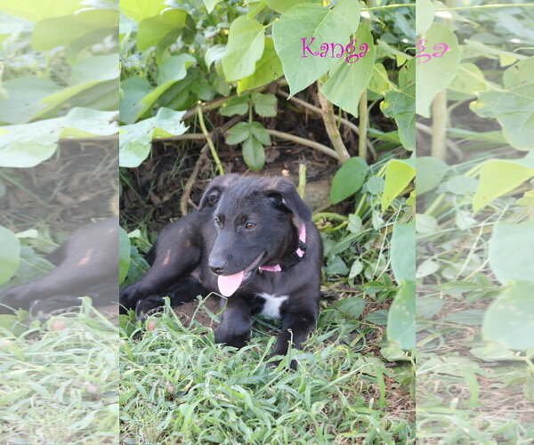 Medium Photo #4 Collie-Labrador Retriever Mix Puppy For Sale in Wakefield, RI, USA