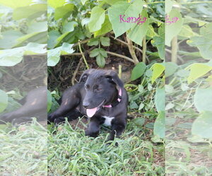 Kanga 5AcreWood - Female Collie-Labrador Retriever Mix Dog for Adoption - Photo #4