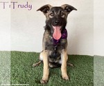 Small #3 German Shepherd Dog Mix