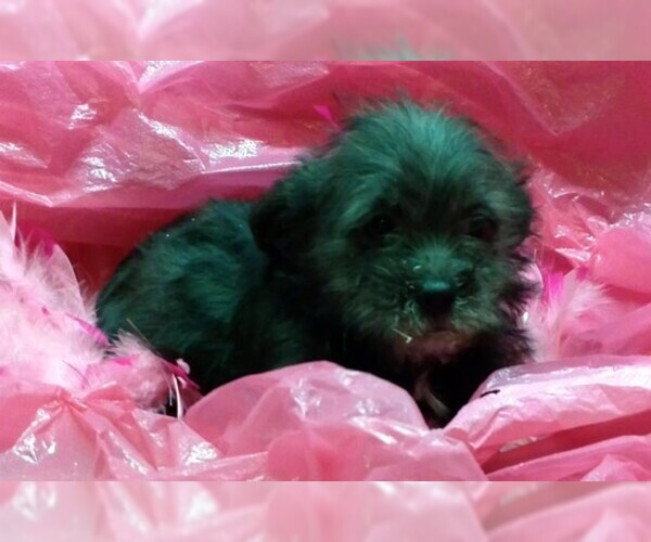Medium Photo #3 Poodle (Toy)-Yorkshire Terrier Mix Puppy For Sale in CONOWINGO, MD, USA