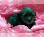 Small Photo #3 Poodle (Toy)-Yorkshire Terrier Mix Puppy For Sale in CONOWINGO, MD, USA