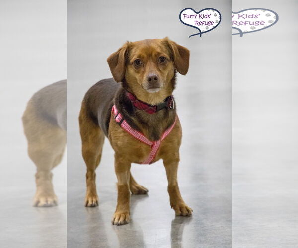 Medium Photo #3 Chiweenie Puppy For Sale in Lee's Summit, MO, USA