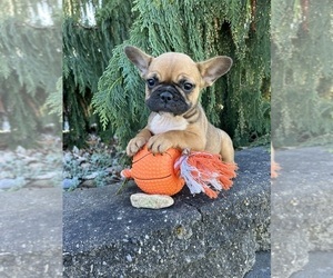 French Bulldog Puppy for sale in MIDDLEBURY, IN, USA