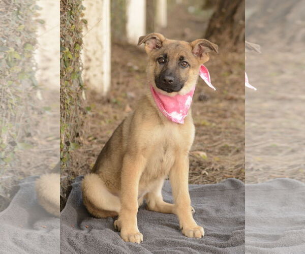 Medium Photo #3 German Shepherd Dog-Unknown Mix Puppy For Sale in Dana Point, CA, USA