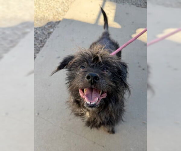 Medium Photo #2 Lhasa Apso-Unknown Mix Puppy For Sale in Ventura, CA, USA
