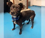 Small #3 Chihuahua Mix