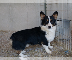 Father of the Pembroke Welsh Corgi puppies born on 02/12/2020