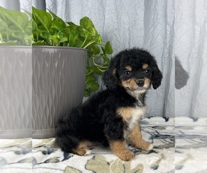 Cavapoo Puppy for sale in GREENWOOD, IN, USA