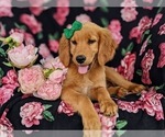 Small Photo #6 Golden Retriever Puppy For Sale in OXFORD, PA, USA