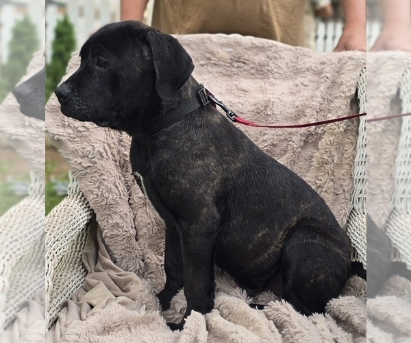 Medium Photo #2 Cane Corso Puppy For Sale in MINERAL WELLS, WV, USA