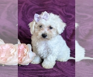 Bichon Frise Puppy for sale in NOTTINGHAM, PA, USA