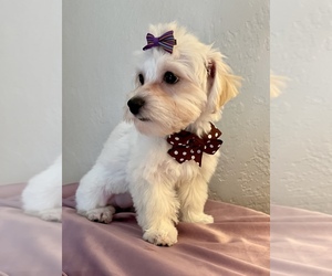 Maltipoo Puppy for sale in ACAMPO, CA, USA