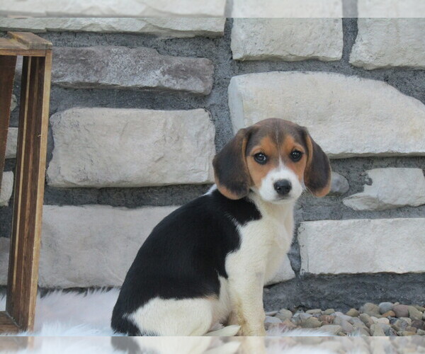 Medium Photo #15 Beagle Puppy For Sale in SUGARCREEK, OH, USA