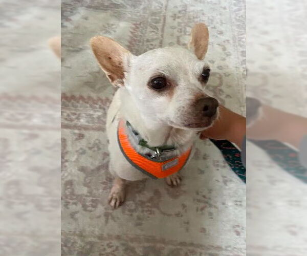 Medium Photo #5 Chihuahua-Unknown Mix Puppy For Sale in San Diego, CA, USA