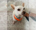 Small #4 Chihuahua Mix