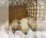 Small #26 Golden Retriever