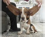 Small Basset Hound