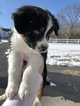 Small Photo #15 Australian Shepherd Puppy For Sale in ANDOVER, NJ, USA