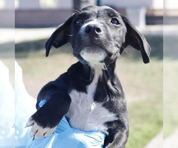 Medium Photo #1 Mutt Puppy For Sale in San Antonio, TX, USA