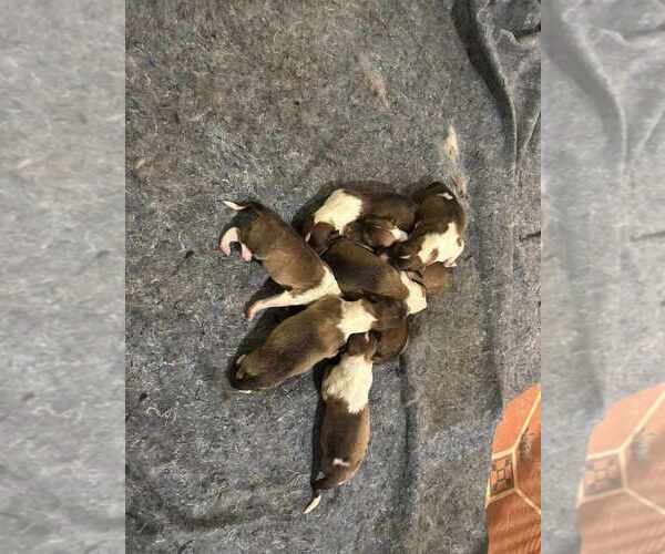 Medium Photo #4 Collie Puppy For Sale in HIGH POINT, NC, USA