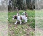 Small Photo #2 Aussiedoodle Puppy For Sale in OAK HARBOR, WA, USA