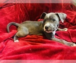 Small #2 American Pit Bull Terrier