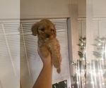 Small Photo #5 Cavapoo Puppy For Sale in MCMINNVILLE, TN, USA