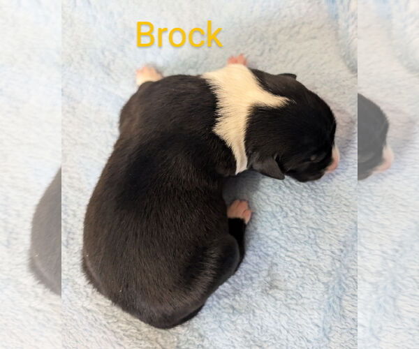 Medium Photo #2 Border Collie-Unknown Mix Puppy For Sale in Chinook, MT, USA