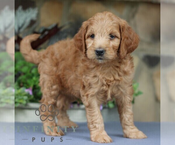 Medium Photo #4 Goldendoodle (Miniature) Puppy For Sale in EAST EARL, PA, USA