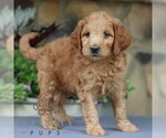Small #3 Goldendoodle (Miniature)