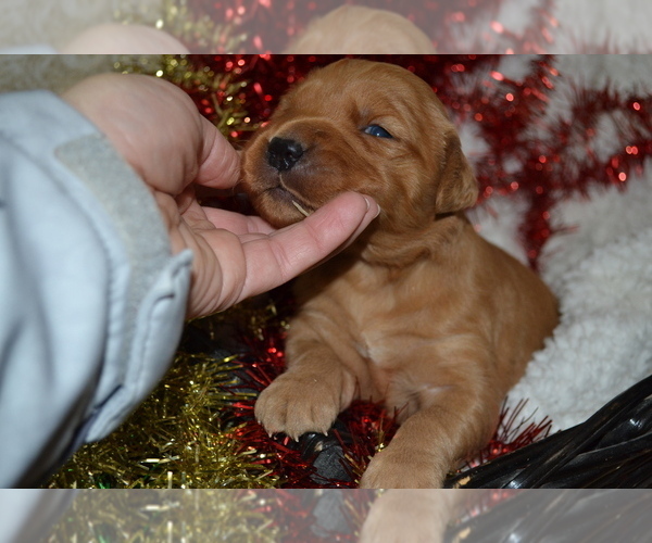 Medium Photo #4 Golden Retriever Puppy For Sale in GREENWOOD, WI, USA