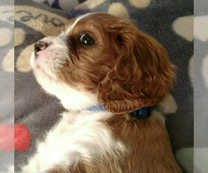Cavalier King Charles Spaniel Puppy for sale in CRANDON, WI, USA