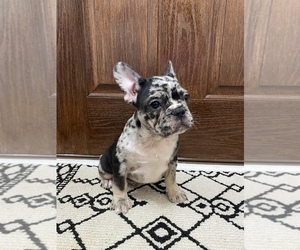 French Bulldog Puppy for sale in CLARKSVILLE, TN, USA