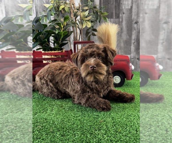 Medium Photo #2 Havanese Puppy For Sale in CANOGA, NY, USA