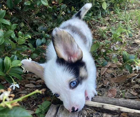 Medium Photo #3 American Corgi Puppy For Sale in BRANDON, FL, USA