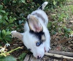 Small Photo #3 American Corgi Puppy For Sale in BRANDON, FL, USA