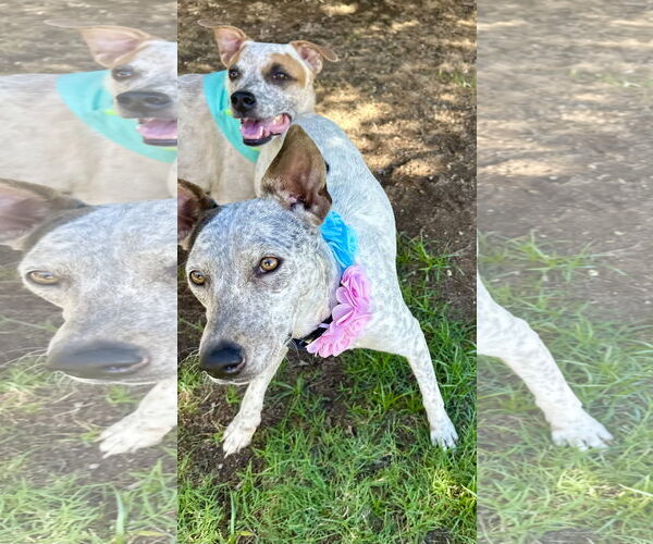 Medium Photo #3 Mutt Puppy For Sale in Phoenix, AZ, USA