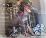 Small #2 Doberman Pinscher