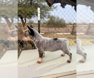Australian Cattle Dog Puppy for sale in TUCSON, AZ, USA
